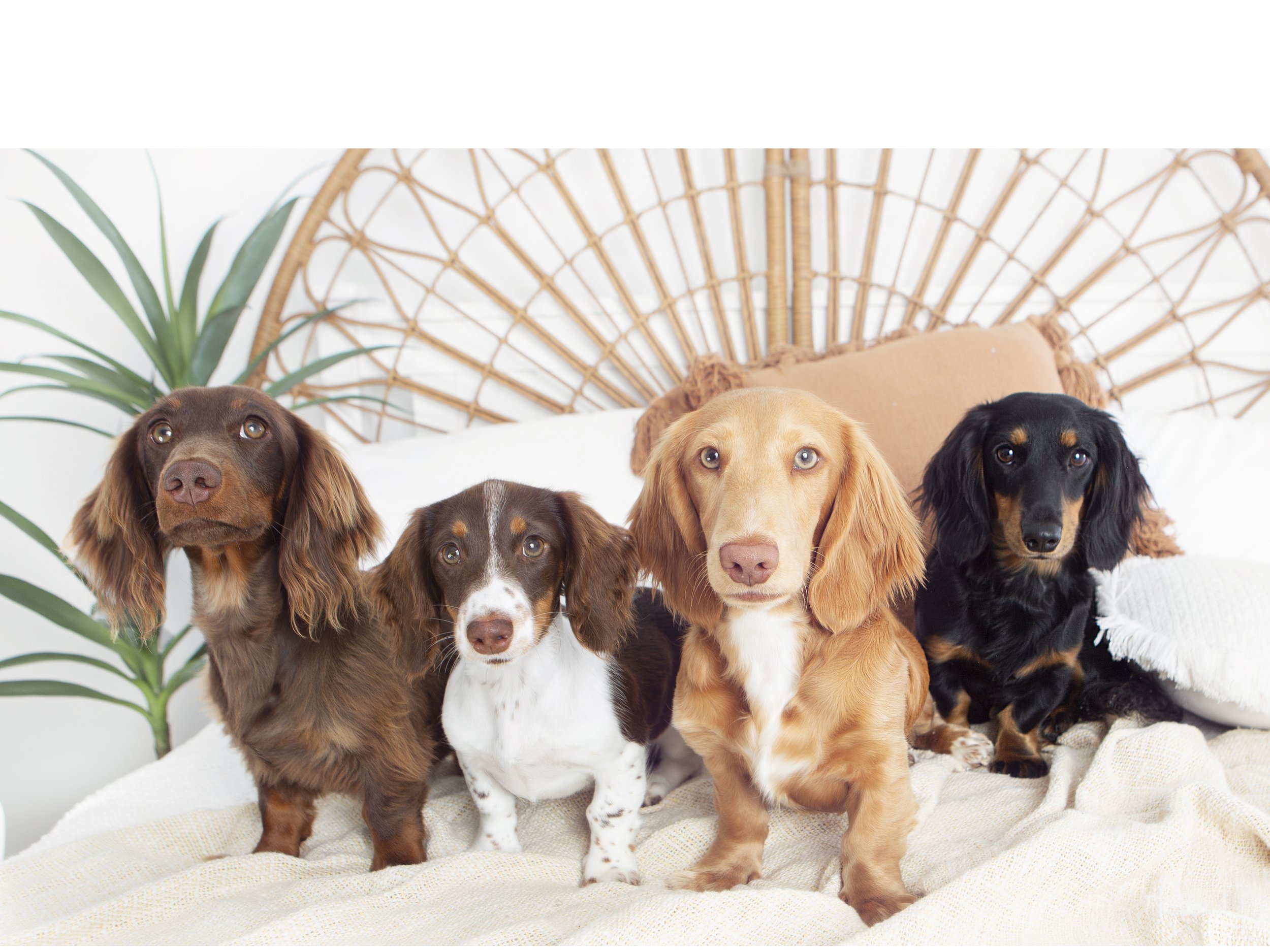 Miniature Dachshund Breeding Excellence