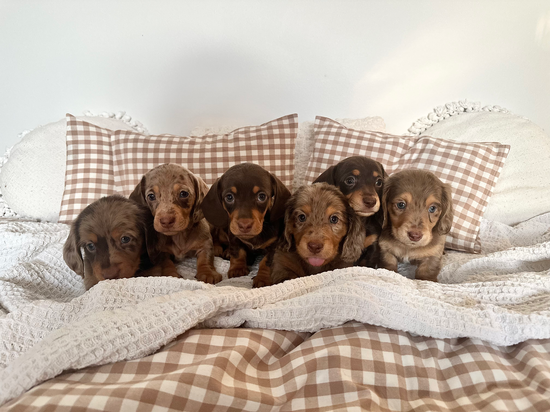 Premium Dachshund Puppies for Sale